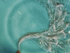 -天正河鲀·河豚亭(大连店)