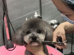 -宠福鑫康馨动物医院·骨科·眼科