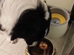 -趣玩宠物乐园寄养训犬训狗游泳池