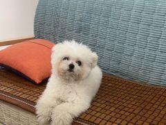 -佳雯宠物医院·皮肤科·内外科(春晓路分院)