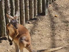 -大连森林动物园