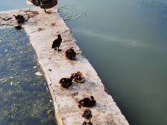 -莲花池公园
