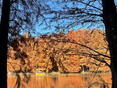 -上海海湾国家森林公园