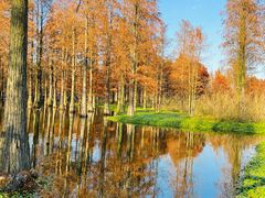 -上海共青森林公园