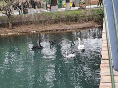 -长白岛森林公园