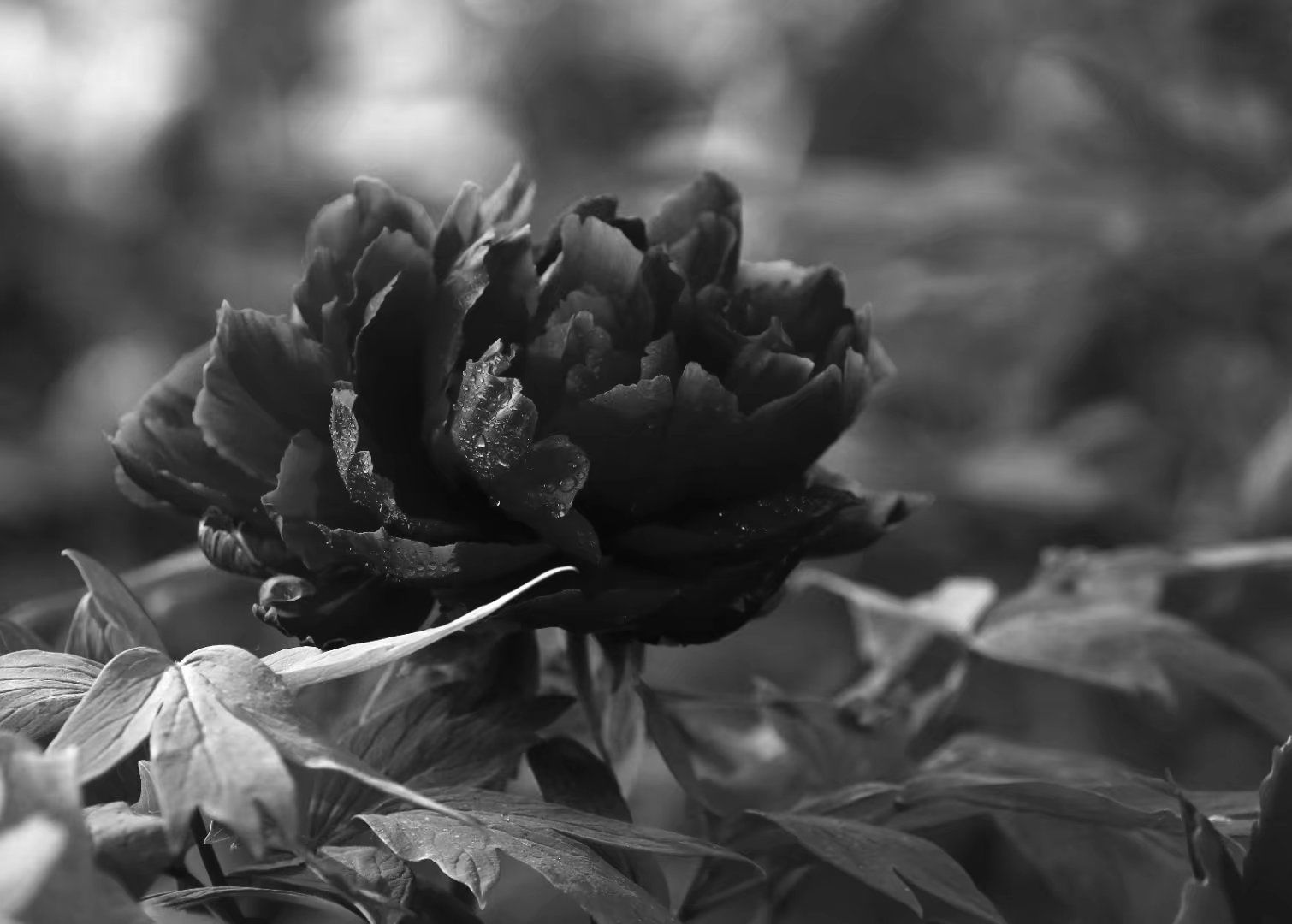 用黑白照片拍的牡丹花