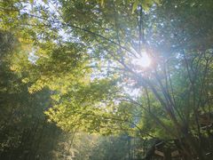 -宁波浙东大竹海景区