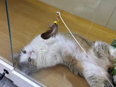 -青奢宠物·青奢猫舍