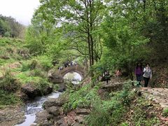 -桑洲油菜花景区