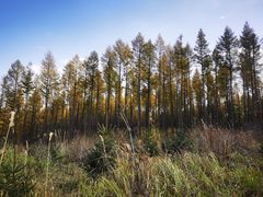 -塞罕坝国家级自然保护区