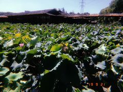 -军山湖云水间生态农业旅游景区