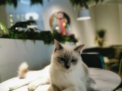 -喵喵咪呀布偶猫咖(春熙路店)