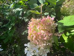 -黑龙江省森林植物园