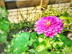 景点-上海长兴岛郊野公园