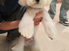 -帕帕拉兹宠物(亚洲旗舰店)