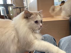 -瞄一喵猫咖(格力海岸店)