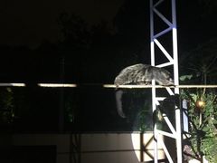 -清迈夜间动物园