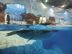 -海合安成都极地海洋公园