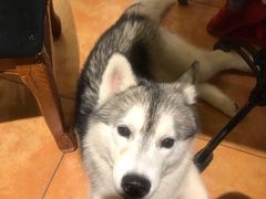 -more than meow吴止猫主题餐厅(承德 中船汇店)