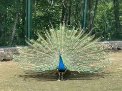 -哈尔滨北方森林动物园