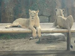 -北京野生动物园