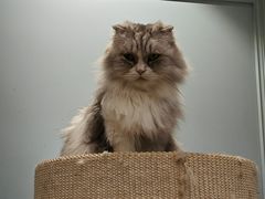 -安格丽娜·狗咖·猫咖羊驼咖(春熙路百盛商场店)
