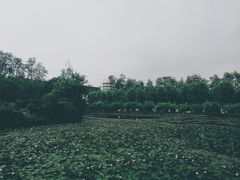-四川大学(望江校区)