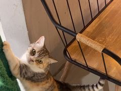 -豆逗聊愈猫阁Easy Life