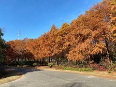 -上海海湾国家森林公园