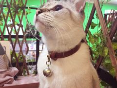-李小姐の猫咖啡馆(五角场店)