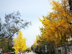 -郫都区农科村景区