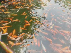 -广东圆玄道观