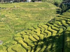 -紫鹊界梯田景区