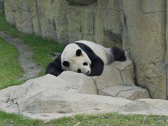 -上海野生动物园