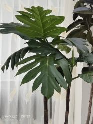 -HEYAN荷妍专业脱毛连锁机构