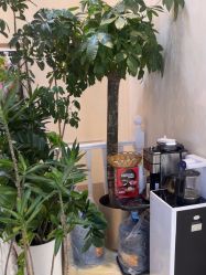 -紫洁俪方（北京）医疗美容