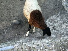 -石家庄市动物园