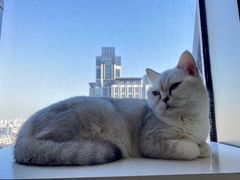 -这儿没有猫·猫咖萌宠馆·撸猫