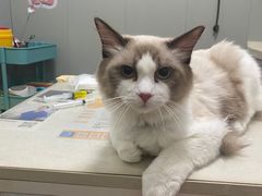 -伟伟宠物医院·瑞派猫友好医院·猫科(光谷店)