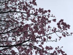 -杭州植物园