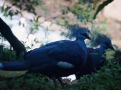 -吉隆坡雀鸟公园