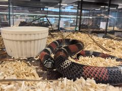 -帕帕拉兹宠物(亚洲旗舰店)