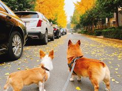 -爱侣宠医·鹦鹉专科·小型哺乳类·异宠专科(灵石路店)