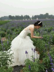 点击看大图 -完美新娘婚纱摄影