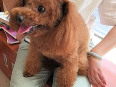 -艾贝尔宠物医院 ·内科全科(梁溪路店)