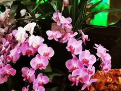 -灵山吉祥颂