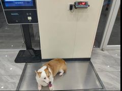 -德元·美联众合24小时动物医院(总院)