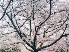 -武汉大学-樱园