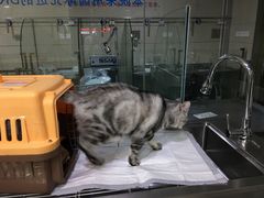 -申普宠物医院·心脏介入·心血管微创(总院)