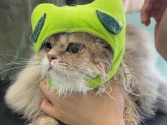 -爱洗澡的猫(望京店)
